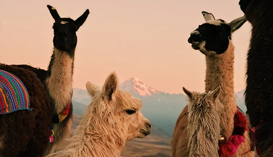 Peru