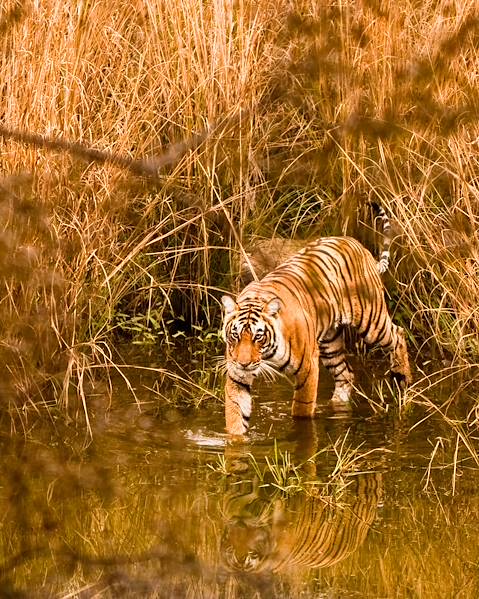Itineraries India - Ladakh - Jaipur - Ranthambore - Agra