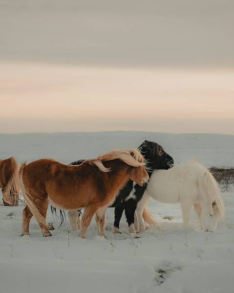 Itineraries Iceland - Stokkseyri - The Golden Circle - South Coast - Akureyri - Reykjavík