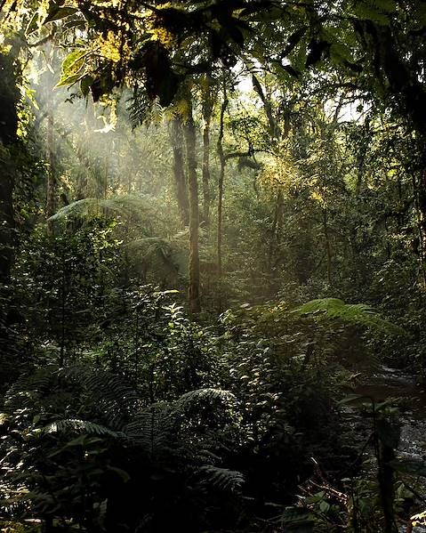 Itineraries Rwanda - Kigali - Akagera - Volcanoes National Park - Lake Kivu